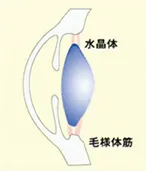 近くを見るときに毛様体筋の緊張が持続されている状態