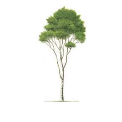 シラカンバ(カバノキ科)