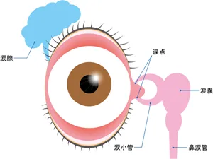 涙が流れていく通路を表したイラスト