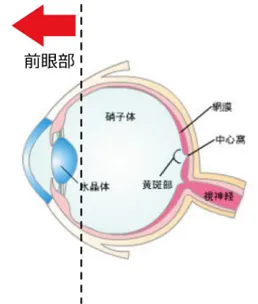 角膜炎や結膜炎が起こる部位