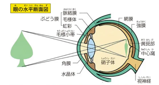 眼の水平断面図